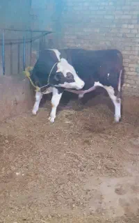 گاو