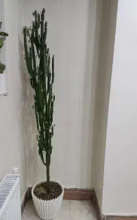 کاکتوس