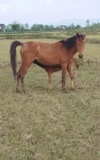 مادیان باکره