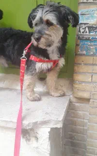 سگ گمشده