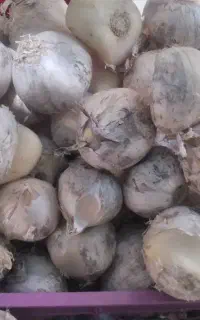 موسیرکوهی