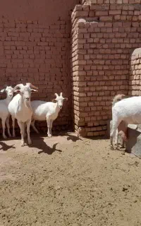 بز سانن