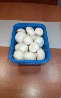 ظروف بسته بندی قارچ