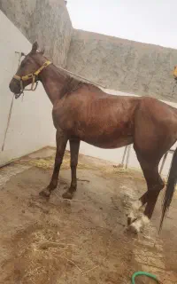 خرید فروش