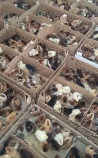 جوجه یک روزه گلپایگانی کاکلی گردن لخت/ اردک