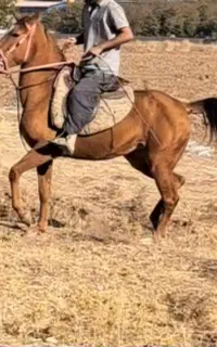 مادیان کره کوهستان جعفری