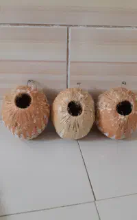 لانه سقا