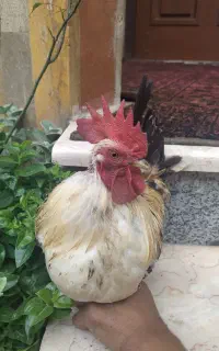 مرغ و خروس تزئینی