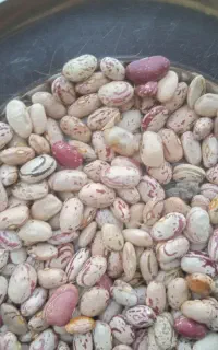 لوبیا چیتی
