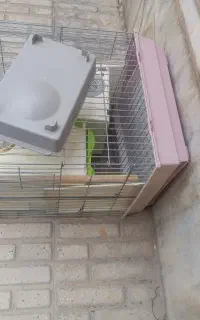 قفس بزرگ