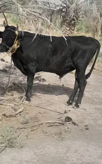 فروش گاو
