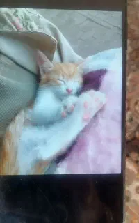 گربه کوچولو
