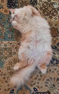گربه واگذاری