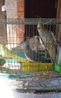 عروس هلندی