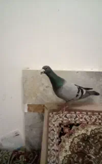 کبوتر گرفتنی نر پرشی