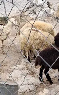 فروش برّه