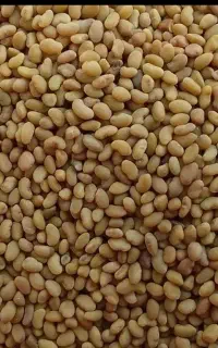 بذر یونجه