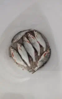 کولی سیاه