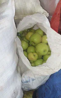 سیب پادرختی