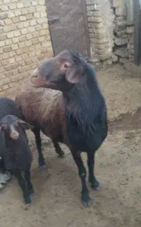 گوسفند