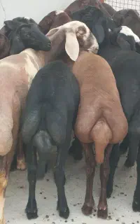 گوسفند ۱۵ عدد ماده زیرقوچی