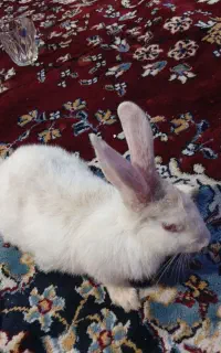 خرگوش