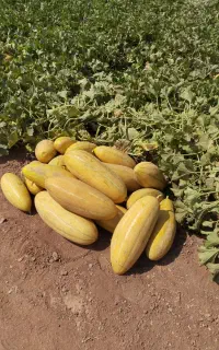 خربزه مشهدی