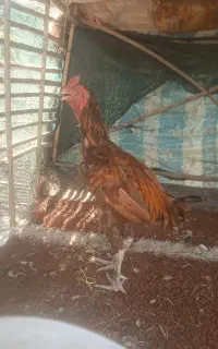 خروس