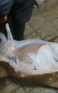 سلاخی انواع حلال گوشت