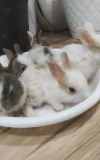 بچه خرگوش بازیگوش