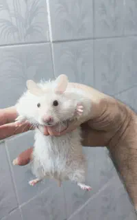 همستر نژاد سوری