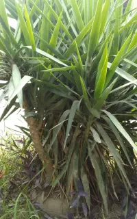 فروش‌گل‌یوکا