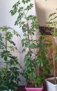 گل پنجه گربه ای و مورد