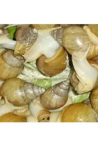 حلزون آچاتینا آلبینو