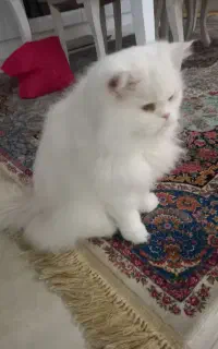 گربه ای پرشین‌