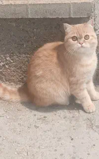 گربه پرشین