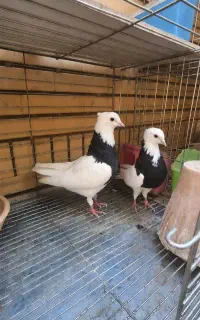 سه جفت نرماده  طوقی