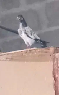 جوجه پرشی امسال