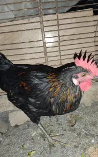 خروس نژاد لری