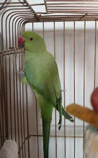 ملنگو ماده