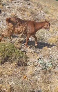 ۶راس بزگاله ماده چاق و زرنگ