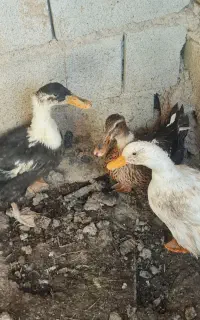 اردک