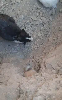 خرگوش نر وماده
