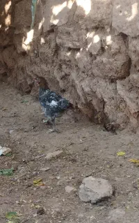 نیمچه گلین