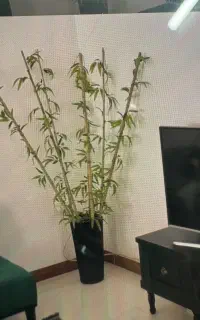 گل بامبو ۷ عدد  با گلدان قیمت عالی