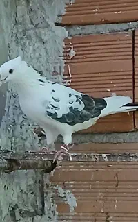 فروش کبوتر