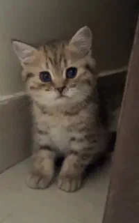 بچه گربه بریتیش بامزه