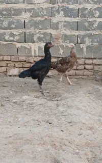 مرغ لاری اصیل