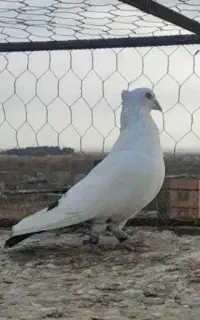 کبوتر جفتگاهی