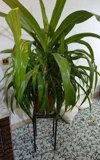 گل طبیعی بزرگ